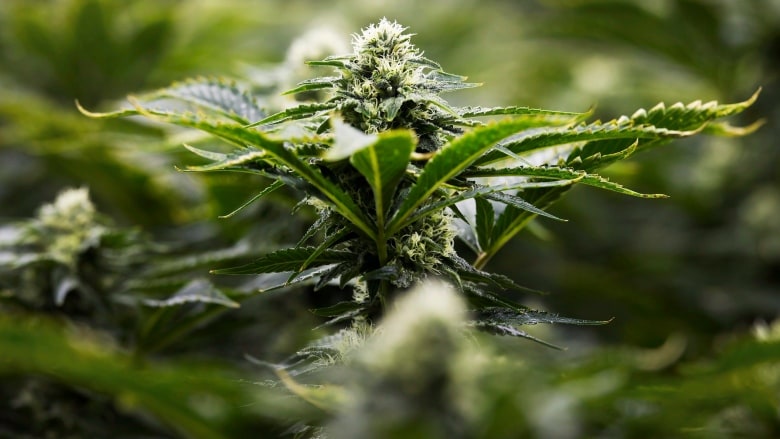 Newfoundland and Labrador’s Back Home Medical Cannabis Corp. becoming… Marijuana medreleaf