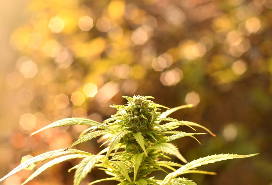 Cannabis bud